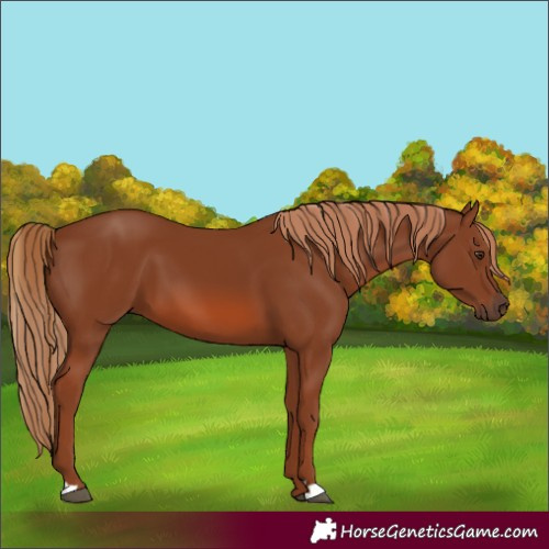 Horse Color:Chestnut 