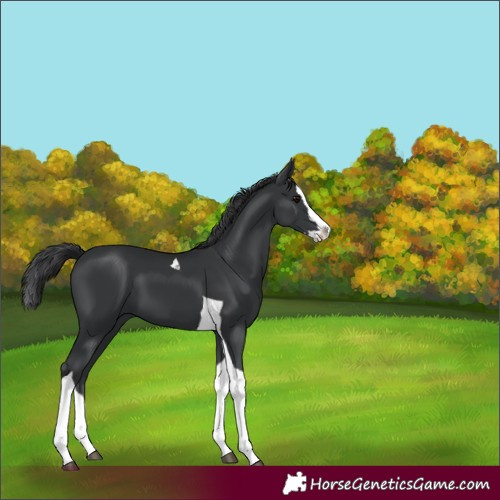 Horse Color:Black Splash Tobiano 
