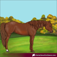 Horse Color:Chestnut 