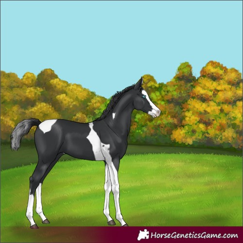 Horse Color:Black Splash Tobiano 