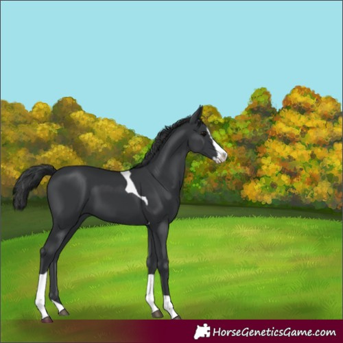Horse Color:Black Splash Tobiano 
