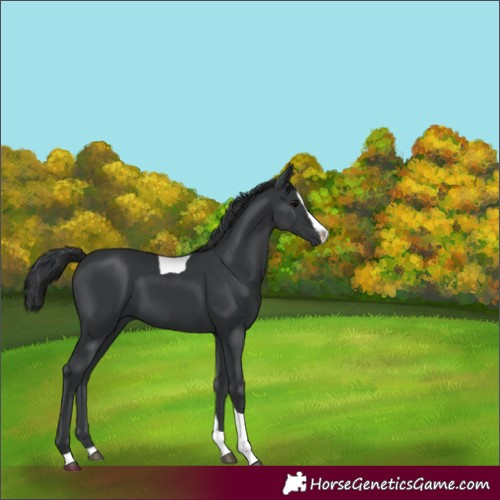 Horse Color:Black Splash Tobiano 
