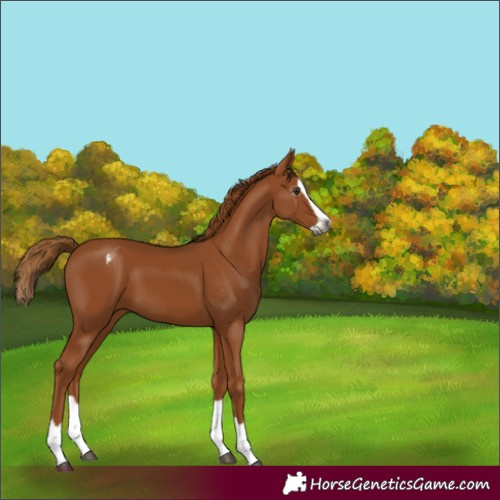 Horse Color:Gray Chestnut Splash Appaloosa