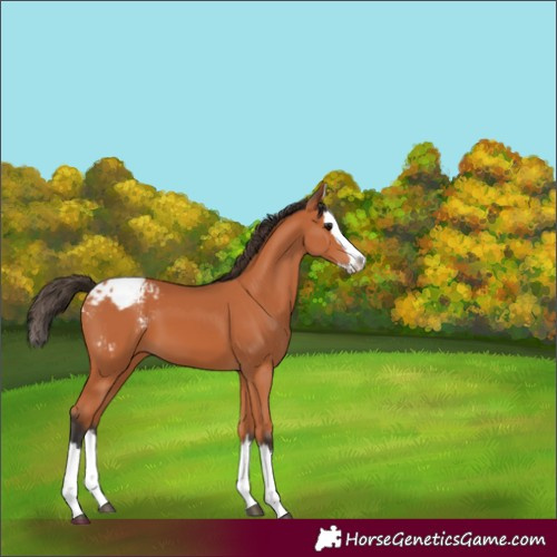Horse Color:Bay Splash Appaloosa 