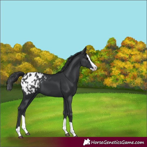 Horse Color:Black Splash Appaloosa 