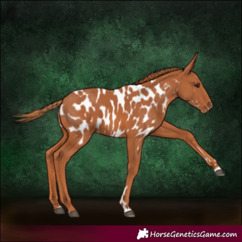 Horse Color:Chestnut Appaloosa