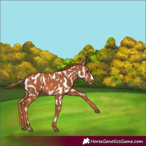 Horse Color:Chestnut Frame Appaloosa 