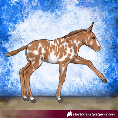 Horse Color:Chestnut Frame Appaloosa 