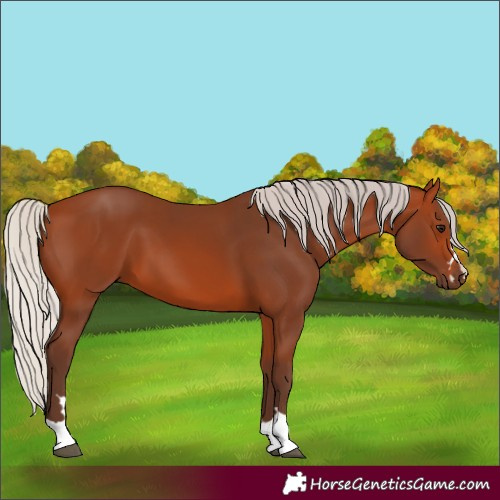 Horse Color:Silver Bay 