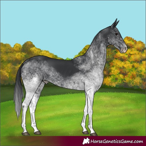 Horse Color:White Spotted Black 