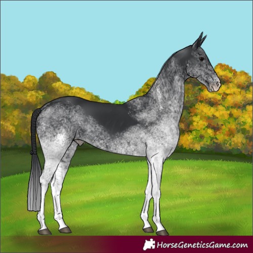 Horse Color:White Spotted Black 