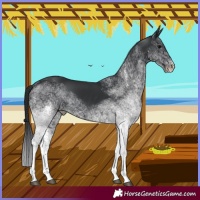 Horse Color:White Spotted Black 