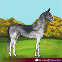 Horse Color:White Spotted Black