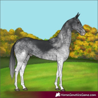 Horse Color:White Spotted Black