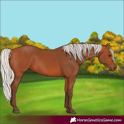 Horse Color:Silver Bay 