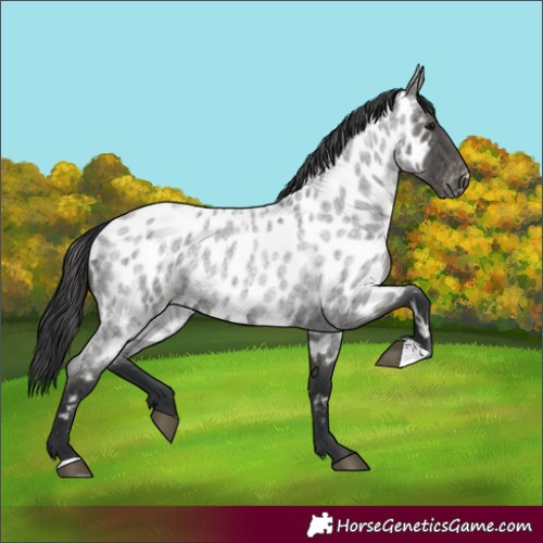 Horse Color:Blue Roan Appaloosa 