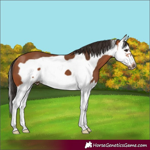 Horse Color:Bay Splash Frame 