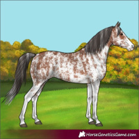 Horse Color:Bay Sabino Rabicano  and Bay Sabino Rabicano 