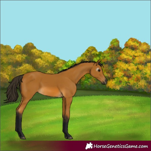 Horse Color:Gray Buckskin