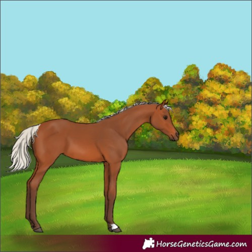Horse Color:Silver Bay