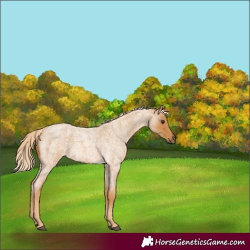 Horse Color:Palomino Roan 