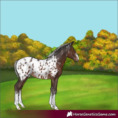 Horse Color:Powder White Silver Brown Appaloosa Rabicano 