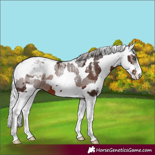 Horse Color:Powder White Silver Brown Merle Appaloosa 