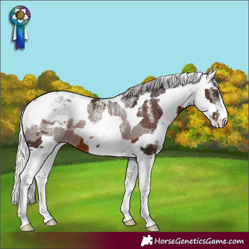Horse Color:Powder White Silver Brown Merle Appaloosa 