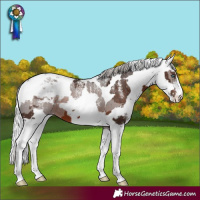 Horse Color:Powder White Silver Brown Merle Appaloosa 