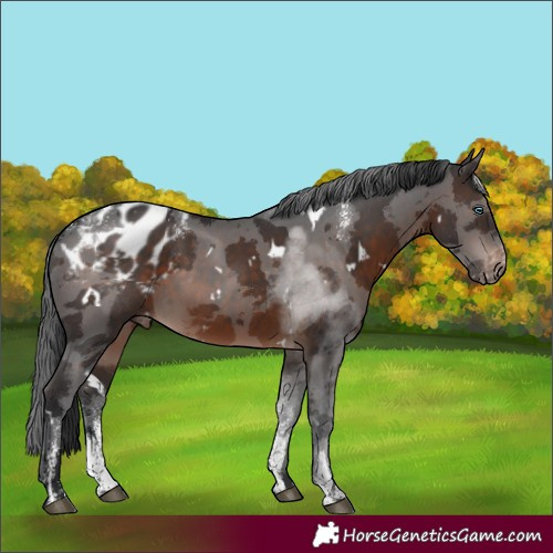 Horse Color:Powder White White Spotted Brown Merle Appaloosa Rabicano 