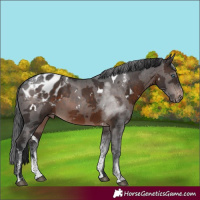 Horse Color:Powder White White Spotted Brown Merle Appaloosa Rabicano