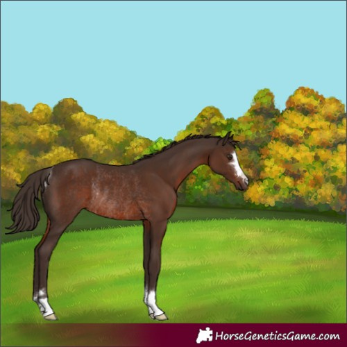Horse Color:Liver Chestnut Rabicano
