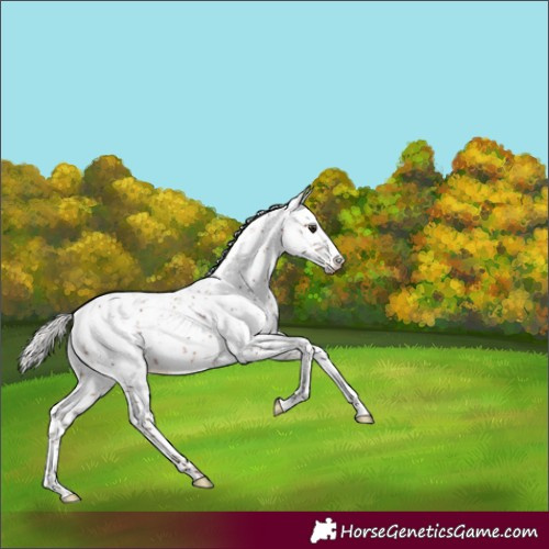 Horse Color:Silver Bay Sabino Appaloosa Rabicano 