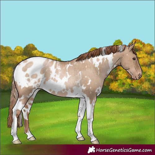 Horse Color:White Spotted Grullo Pearl Appaloosa Rabicano Brindle 