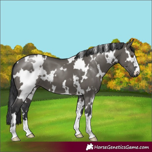 Horse Color:White Spotted Grullo 