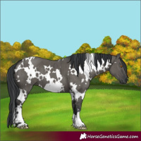 Horse Color:White Spotted Grullo Brindle