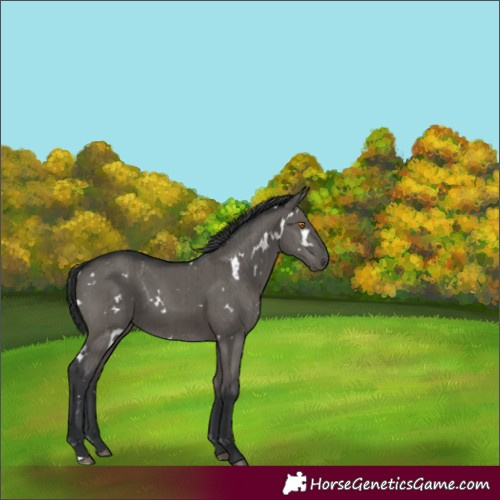 Horse Color:White Spotted Grullo Brindle 