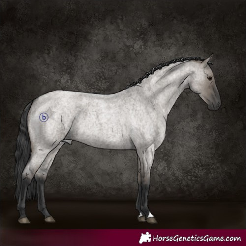 Horse Color:Grullo Roan Brindle