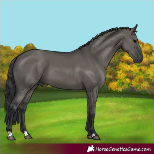 Horse Color:Grullo