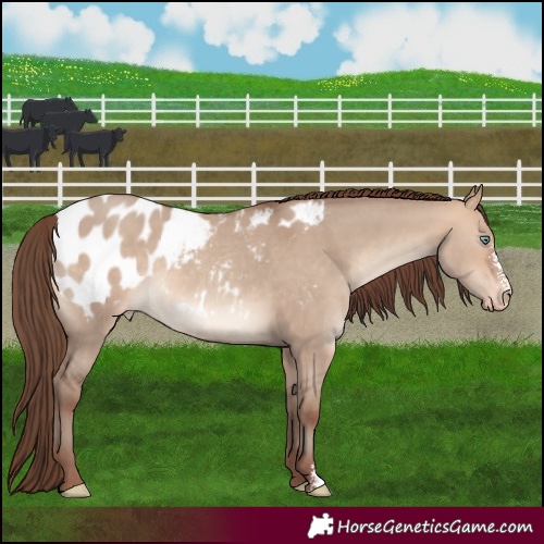 Horse Color:Amber Champagne Dun Sabino Appaloosa 
