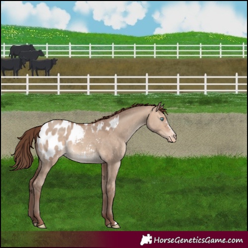 Horse Color:Amber Champagne Dun Sabino Appaloosa 