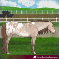 Horse Color:Amber Champagne Dun Sabino Appaloosa