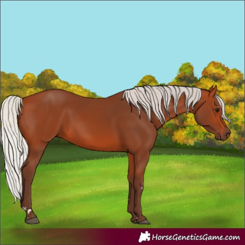 Horse Color:Silver Bay 