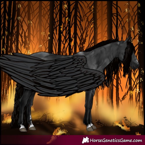 Horse Color:Black 