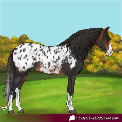 Horse Color:Bay Sabino Splash Appaloosa  and Bay Splash Appaloosa 