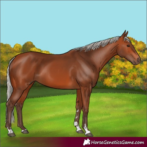 Horse Color:Silver Bay 