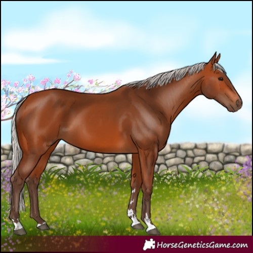Horse Color:Silver Bay 