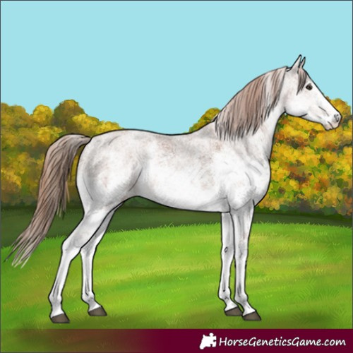 Horse Color:White Spotted Chestnut