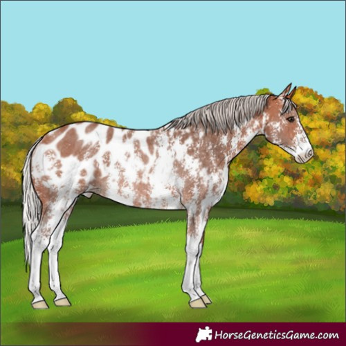 Horse Color:Silver Bay Sabino Appaloosa Rabicano