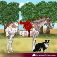 Horse Color:Silver Bay Sabino Blanket Rabicano